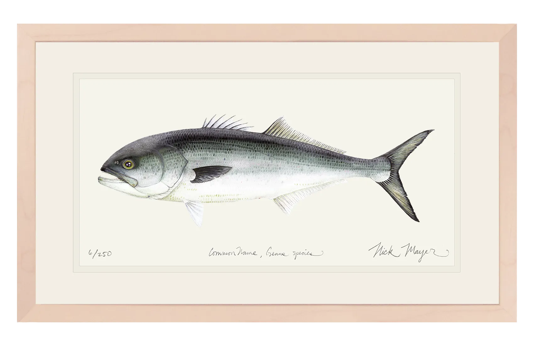 Bluefish Print