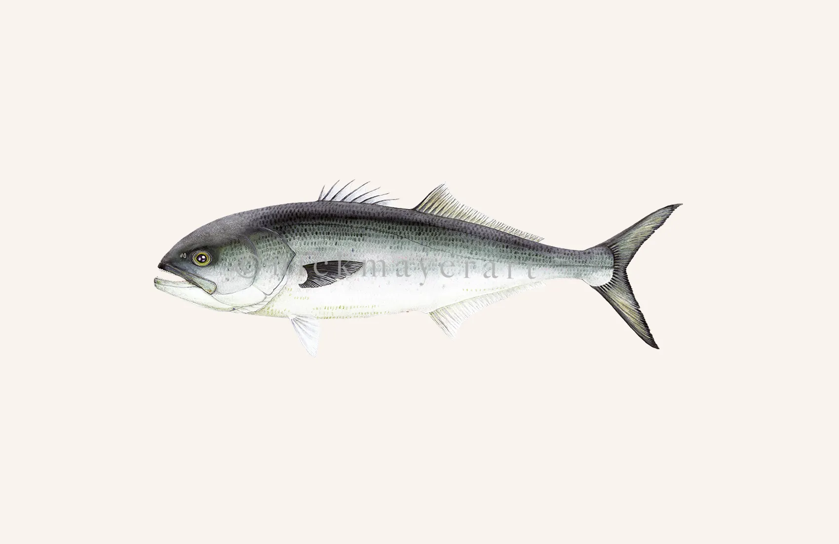 Bluefish Print