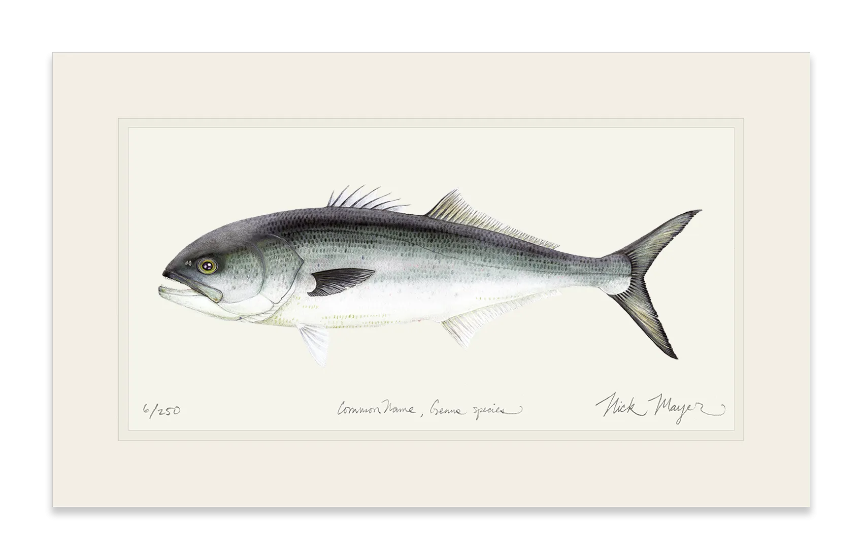 Bluefish Print