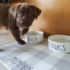 Buffalo Plaid Dog Bowl Placemats with Personalization