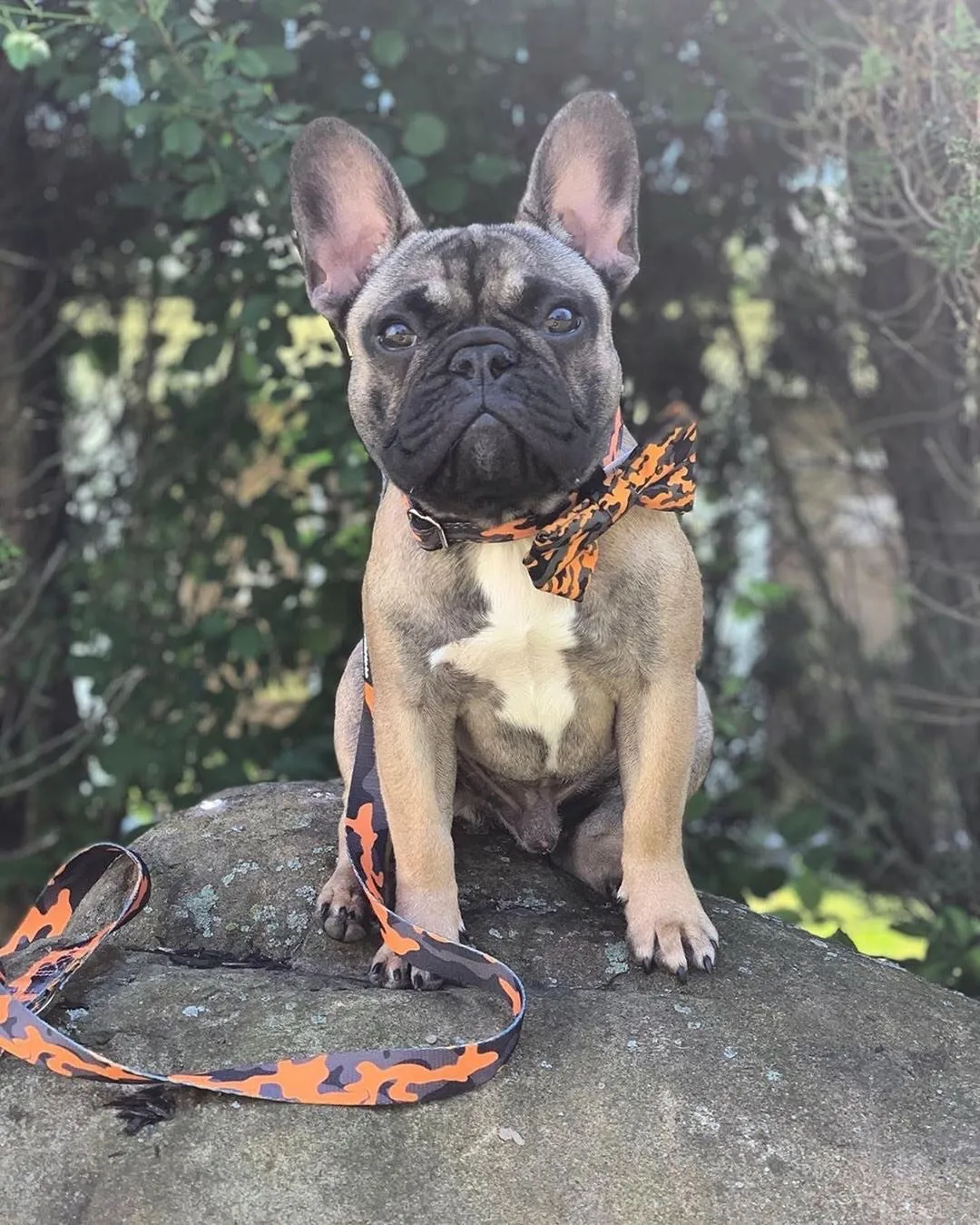 Frenchiestore dog Bowtie | Mustard Ultimate Camo