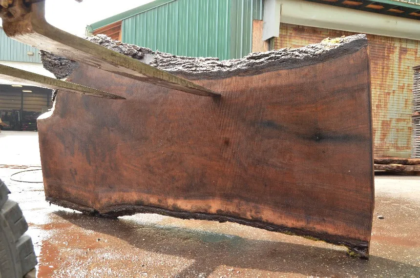 Oregon Black Walnut Slab 060222-01