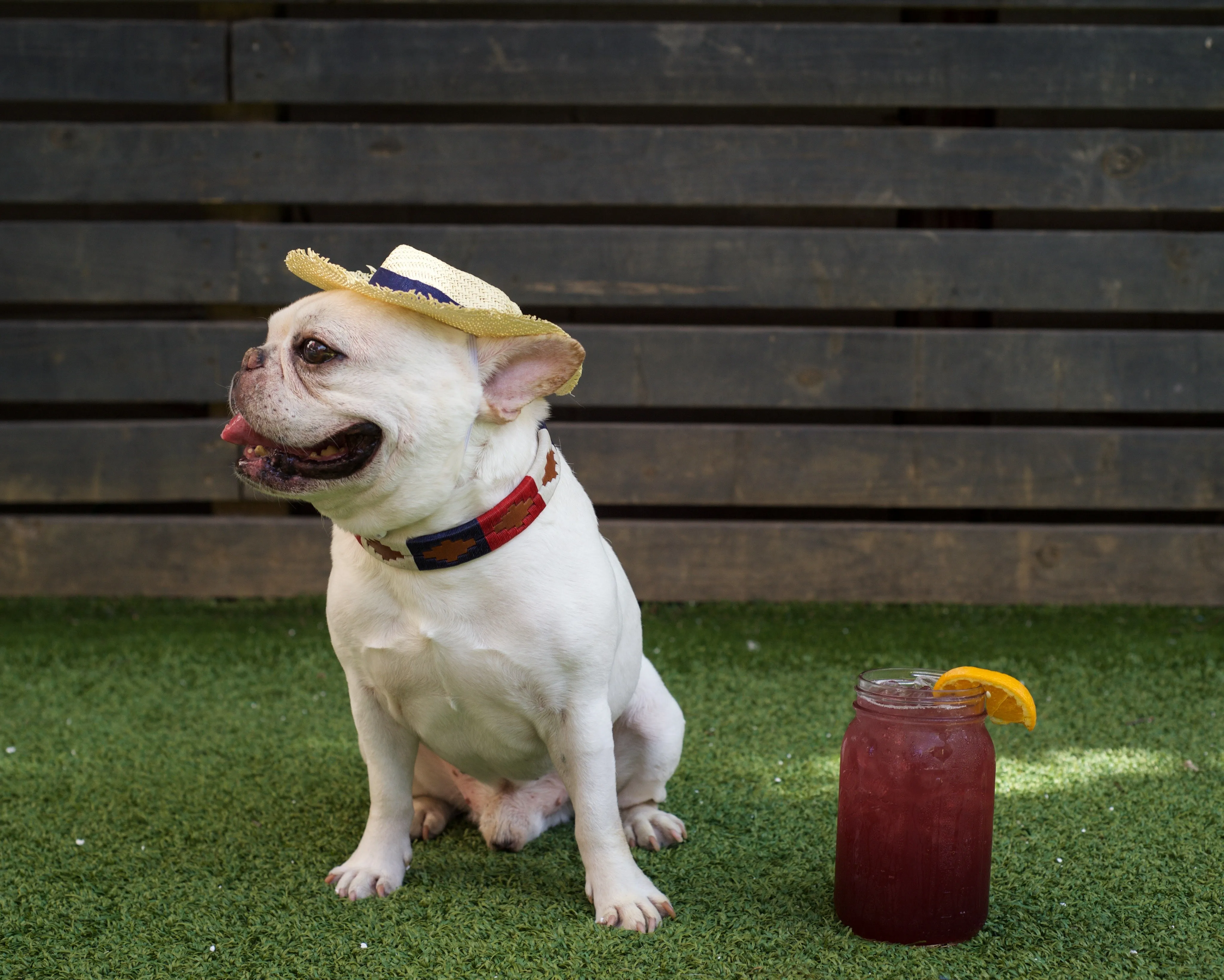 Willie Dog Collar