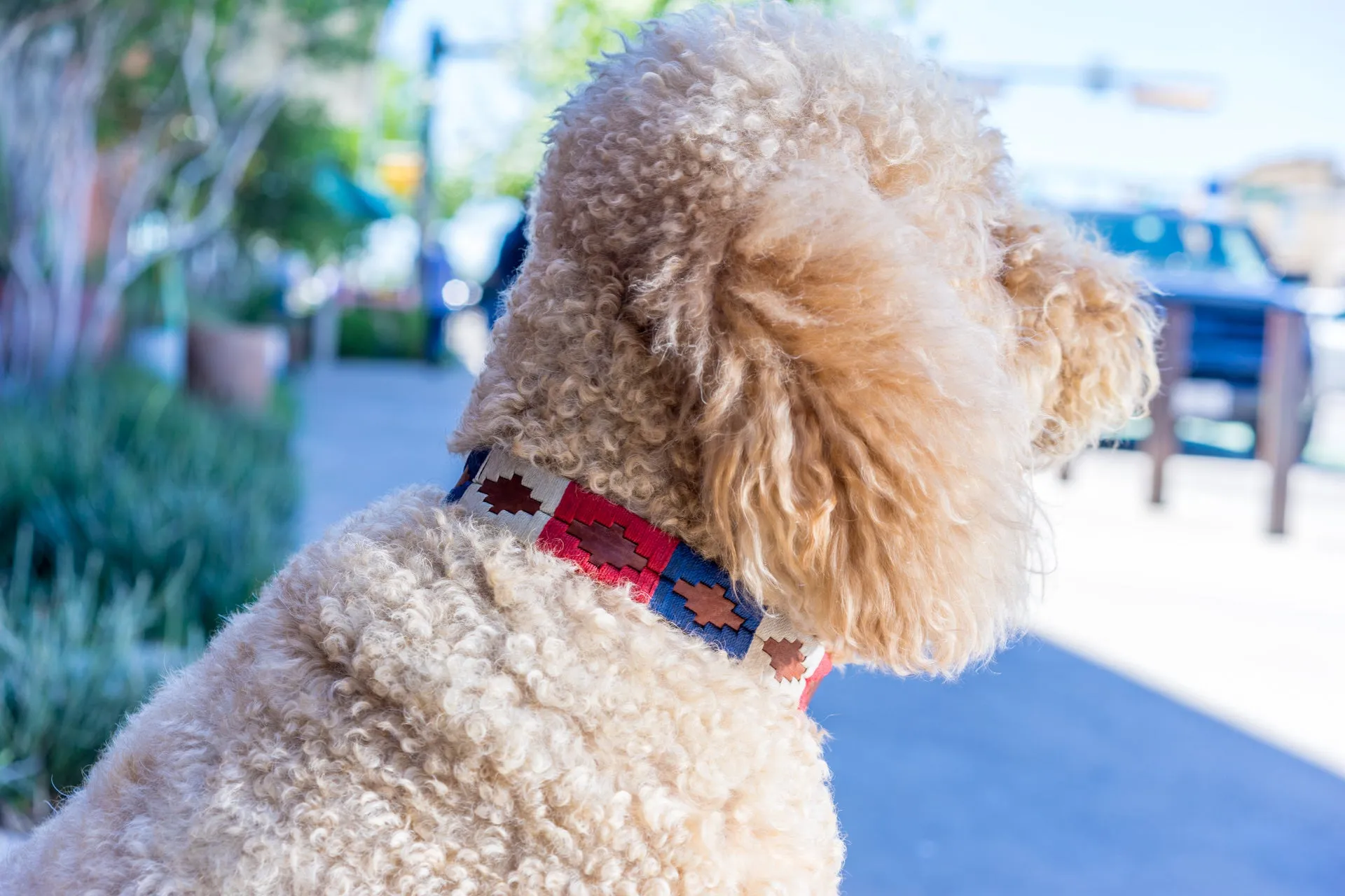 Willie Dog Collar